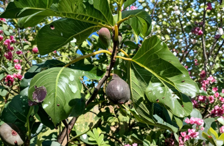 Violetta de Bordeaux Fig Tree Cuttings – 3 Unrooted Ficus Carica Propagation Cuttings for Gardening and Rooting