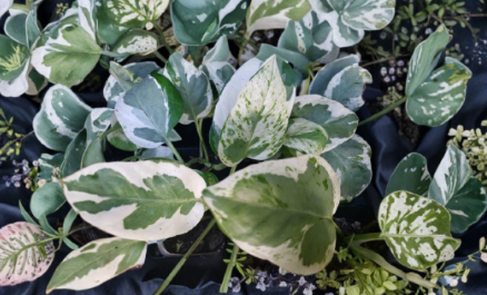 Pearls and Jade Pothos Rooted Plant, Variegated Green Cream Heart Leaf Indoor Vine, Epipremnum aureum