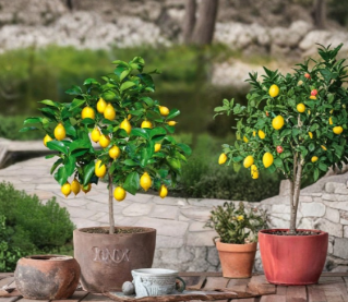 Meyer Lemon Tree Live Citrus Plant 16-24 Inch Potted Fruit Tree for Garden or Container Growing
