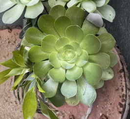 Succulent Cuttings Set of 3 Large Rosettes Aeonium arboreum Unrooted Plants | Easy Care Succulents for Gardening