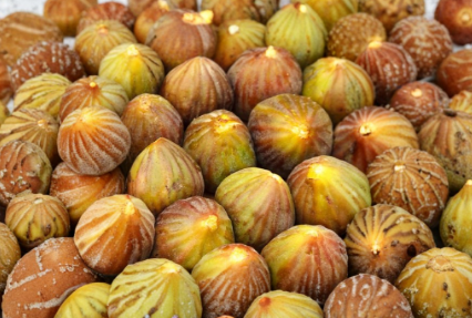 Brown Turkey Fig Cuttings 4 Pack 6-8 Inch Unrooted Ficus carica for Propagation Home Garden Fruit Tree Starter