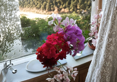 Ivy Geranium Cuttings Pelargonium Peltatum 12 Mixed Color Unrooted Hanging Plant Propagation