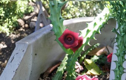 Starfish Cactus Huernia Schneideriana Live Succulent 10 Rooted Plants, Stapelia Type, Container Garden, Unique Star-Shaped Flowers