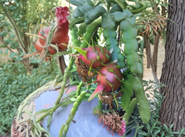 Red Dragon Fruit Cuttings, Hailey’s Comet, 2 Unrooted Pitaya Cactus Pieces, 9-14 Inches, Edible Fruit, Hylocereus spp.