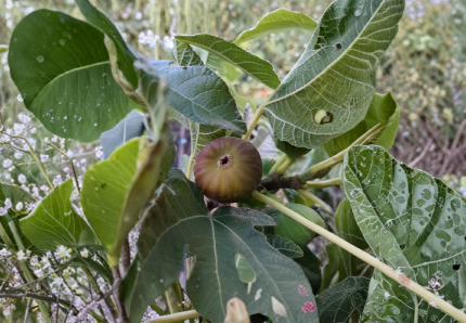 10 Olympian Fig Tree Cuttings Unrooted Ficus Carica Fresh Stems for Grafting and Rooting