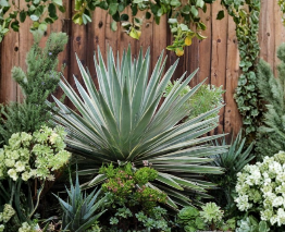 Agave Angustifolia Variegata Baby Plants Set of 5 | Caribbean Agave Succulent Offsets for Containers & Landscaping