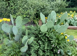 Opuntia Humifusa Prickly Pear Cactus Pads 2 Pounds Native Cactus Cuttings for Planting and Landscaping
