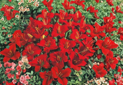 Mixed Daylily Bare Root Plants Set of 5 – Hemerocallis Perennials for Garden, Live Flower Bulbs, Easy to Grow, Vibrant Blooming Flowers