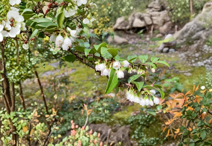 Evergreen Huckleberry Cuttings – 6 Live Unrooted Vaccinium ovatum for Edible Garden, Landscape, Shrub, Berry Planting