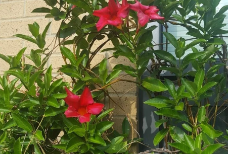 Red Mandevilla Cuttings - Unrooted 6-7 Inch Stems - Tropical Climbing Vine for Garden or Container - Mandevilla spp.