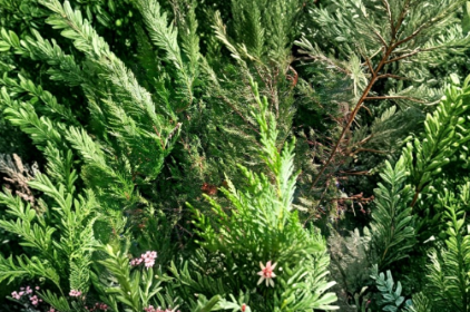 75 Leyland Cypress Unrooted Cuttings for Propagation, Evergreen Conifer, × Cuprocyparis leylandii, Garden, Nursery, Rooting