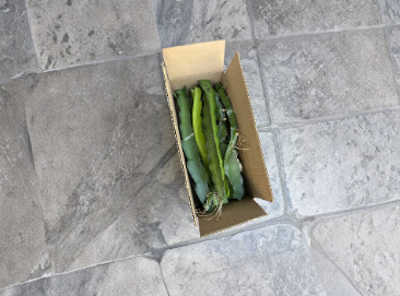 Labeled Dragon Fruit Cuttings 8–14 Inch Unrooted Pitaya Cactus for Propagation, Edible Fruit, Garden or Indoor Plant