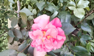 Light Red Camellia Flowering Shrub Cuttings – 8 Unrooted Stems for Garden Propagation, Camellia japonica