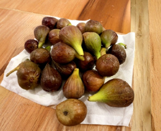 Violetta Fig Tree Cuttings Set of 4 | Cold Hardy Ficus carica ‘Violetta’ for Propagation & Rooting