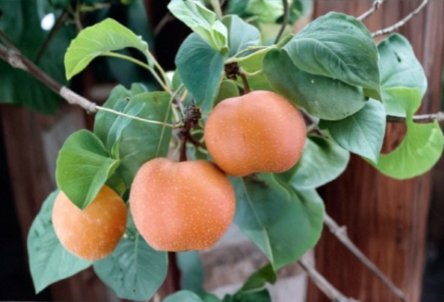 Chojuro Asian Pear Scionwood – 5 Fresh Green Cuttings for Tree Grafting & Propagation – Orchard & Grower Supplies