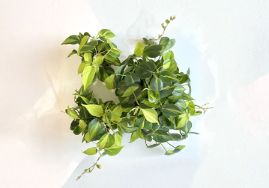 Philodendron Brasil Cuttings 2-3 Pieces Unrooted Trailing Houseplant Variegated Green Yellow Foliage