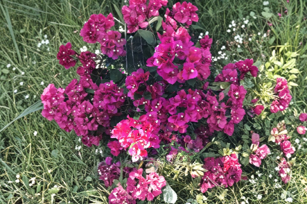 Bougainvillea Fuchsia Cuttings 8 Pieces Unrooted Flowering Vine for Garden & Containers Bougainvillea spp.