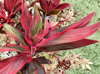 Hawaiian Ti Plant Cuttings 25 Pack, Green Pink Red, Unrooted Starter Logs, Cordyline fruticosa, Tropical Foliage, Garden & Indoor