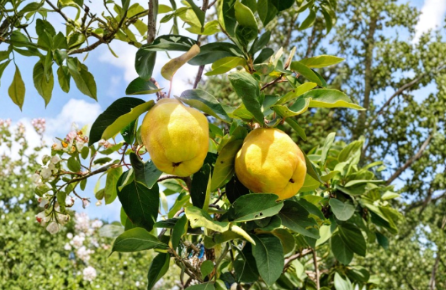 Honey Quince Fresh Cuttings 5 Pack for Rooting, Ornamental Flowering Shrub, Chaenomeles spp., Garden Propagation Starter