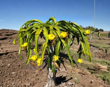 Yellow Dragon Fruit Potted Cutting – 8-12 Inch Live Pitaya Plant from Florida Farm, Hylocereus undatus