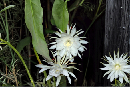 Epiphyllum Oxypetalum Live Plants 3 Pack – Queen of the Night Orchid Cactus, Tropical Epiphytic Houseplant