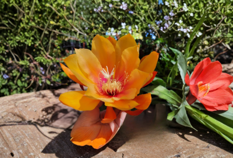 Epiphyllum Irish Golden Boy Orchid Cactus Cuttings – Live Unrooted Propagation Stems, 8–10 Inches