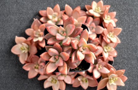 Graptosedum Alpenglow Succulent Plants, 2-Inch Pots, Colorful Rosette, Drought Tolerant, Live Succulents