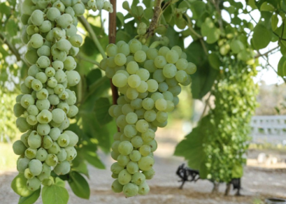 Seedless Grape Vine Live Plant 20 Inch Cutting in Pot, Climbing Fruit Vine for Garden, Vineyard, or Outdoor Space
