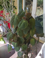 Philodendron Hederaceum Micans Starter Cutting – Unrooted Vine Plant with 2 Nodes, Indoor Houseplant, Trailing, Green & Bronze Tones