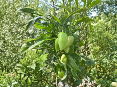 Kendalls Gold Pepino Melon Cuttings 6 Pack, Unrooted Fruit Vine Starter, Solanum Muricatum, Propagation Plant for Garden Cultivation