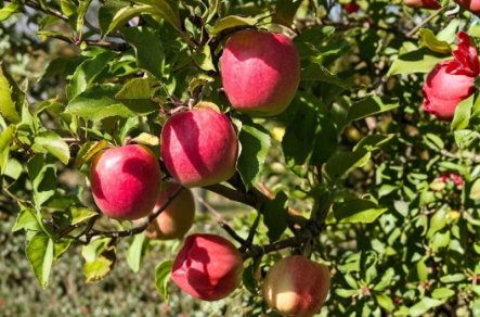 Pink Lady Apple Scionwood 5 Pack – Fresh Green Grafting Cuttings for Orchard and Home Growers