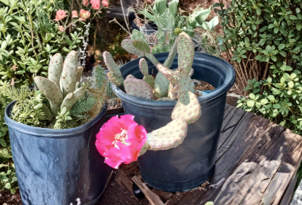 Opuntia Walk In Beauty Garnet Glow Single Pad Cutting Prickly Pear Cactus for Growing, Desert Garden, Indoor Plant