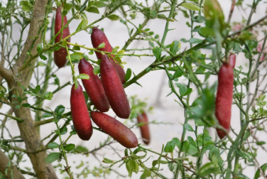 Australian Red Finger Lime Unrooted Cuttings Set of 5 | Citrus Australasica Propagation Material