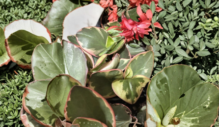 Peperomia Clusiifolia Tricolor Live Plant – Rooted Variegated Green, Red & Cream Houseplant, 3–5 Inches