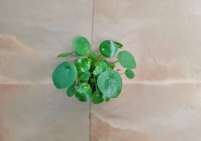 Live Pilea Peperomioides Indoor Houseplant, Chinese Money Plant, 4-Inch Pot, Modern Green Foliage, Indoor Potted Plant