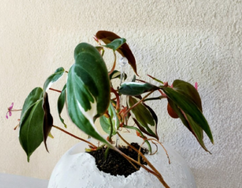 Rooted Philodendron Micans Halo Variegated Cutting – Trailing Aroid Houseplant, Velvety Foliage, Indoor Container or Hanging Planter