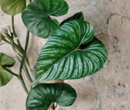 Philodendron plowmanii Unrooted Cutting | Tropical Aroid Houseplant for Propagation | Green Textured Leaves