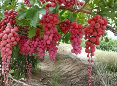Mixed Grape Vine Unrooted Cuttings Collection – Pink & Blue Varieties for Propagation, Fruit & Garden Growth