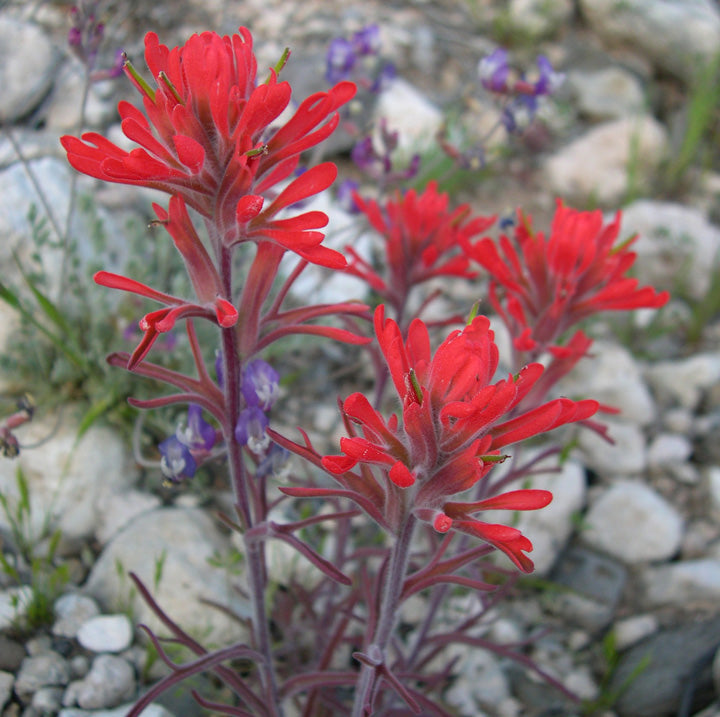 Castilleja angustifolia v. dubia Seeds | Native Indian Paintbrush Wildflower for Pollinators | Prairie & Meadow Planting