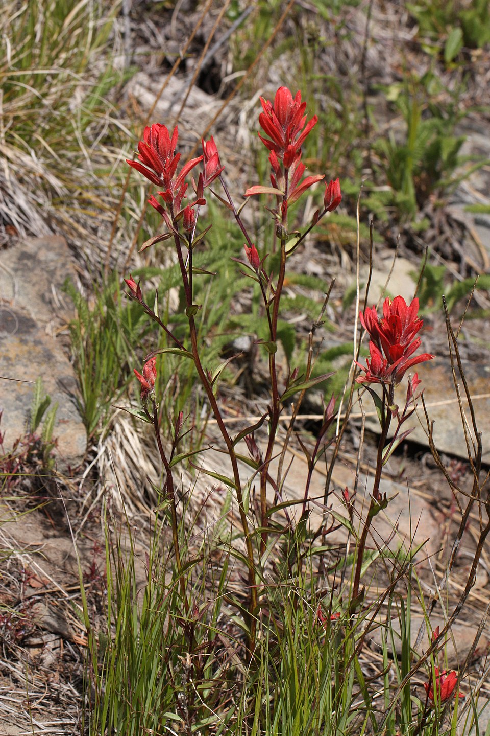 Castilleja Miniata Seeds 300 Scarlet Indian Paintbrush Native Wildflower Pollinator Plant for Garden and Landscape