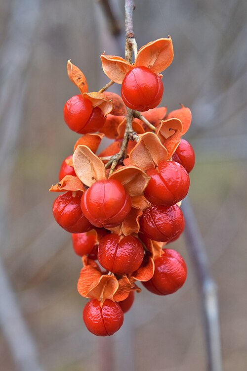 30 Celastrus scandens Seeds | American Bittersweet Native Climbing Vine with Ornamental Berries for Wildlife and Garden Decor