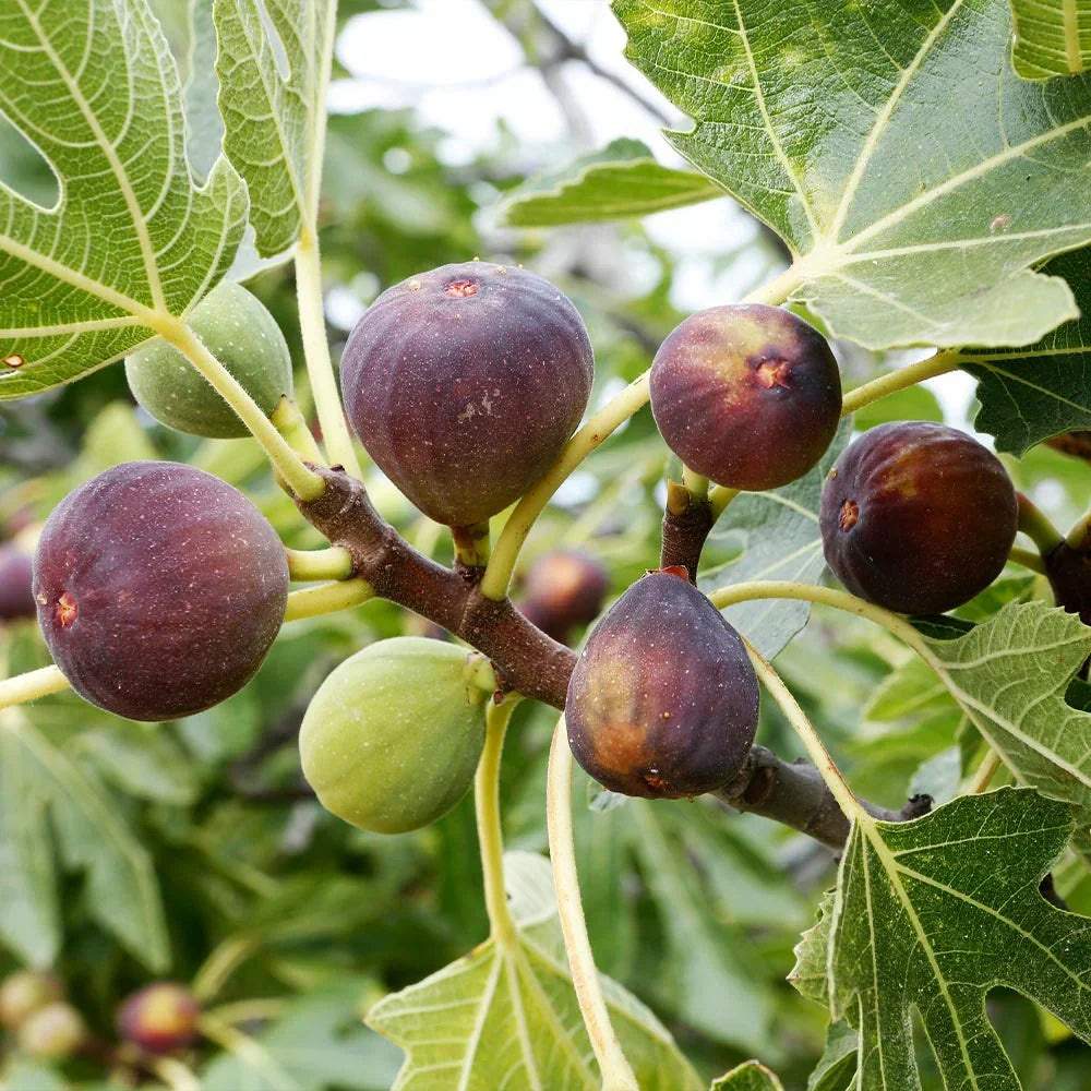 Blue Celeste Fig Tree Cuttings – Unrooted Ficus carica Scion Wood for Propagation and Grafting