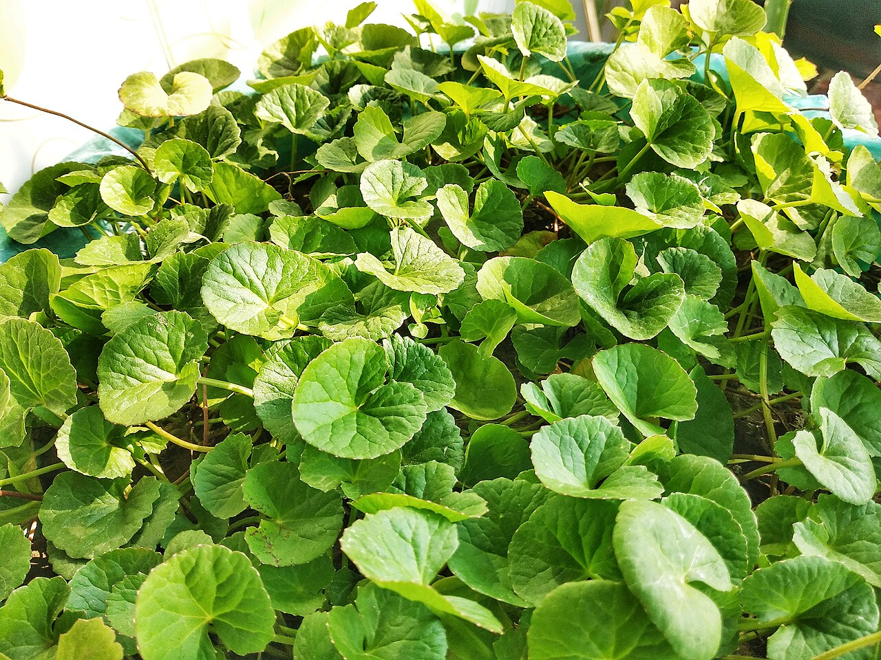 15 Bare Root Indian Pennywort Plants – Centella Asiatica, Gotu Kola, Rau Má, Live Herb for Culinary, Medicinal & Groundcover