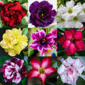20 Rare Exotic Desert Rose Seeds - Adenium Obesum - Mixed Colors for Bonsai, Landscaping & Gardening