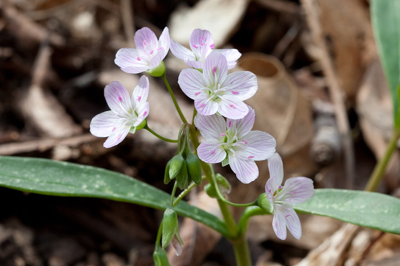 Claytonia Virginica Seeds 75 Spring Beauty Native Woodland Wildflower Pink & White Blooms