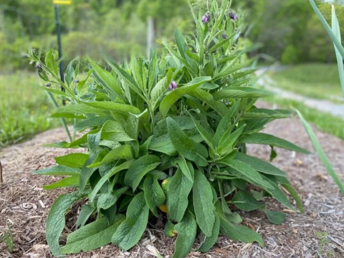 4 Live Comfrey Root Cuttings – Bocking 4 Variety, Organic Medicinal, Fertilizer & Pollinator Plant, Permaculture Root Starts