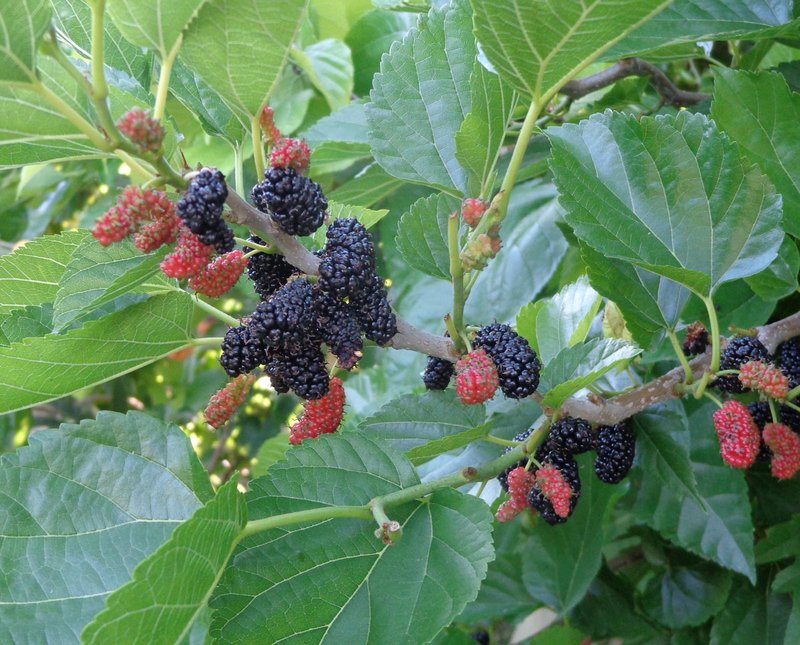 Super Rare Contorted Mulberry Cuttings – Twisted Corkscrew Mulberry Tree for Rooting & Propagation, Unrooted Specimens