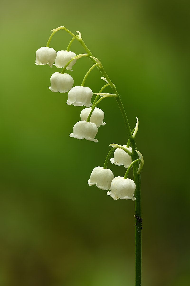 Lily of the Valley Bare Root Plants – Fragrant White Perennial Ground Cover – Convallaria majalis for Shade Gardens and Spring Blooms