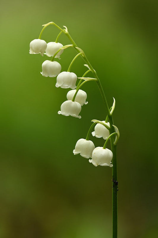 Lily of the Valley Bare Root Plants – Fragrant White Perennial Ground Cover – Convallaria majalis for Shade Gardens and Spring Blooms