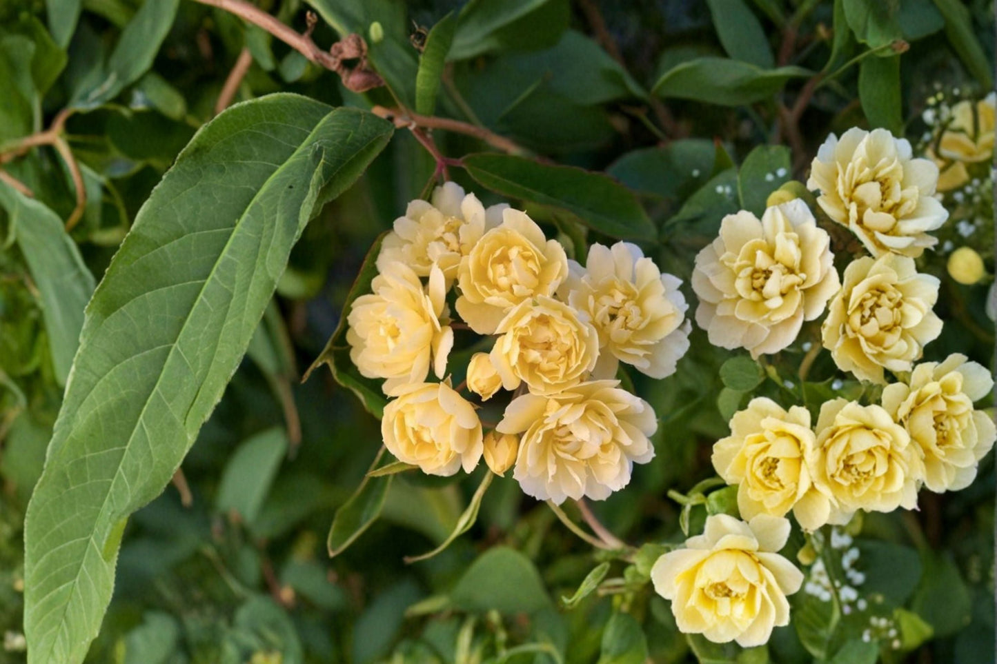 Lady Banks Yellow Climbing Rose Live Plant – 1 QT Rosa banksiae 'Lutea' – Vibrant Yellow Blooming Climber for Garden & Trellis